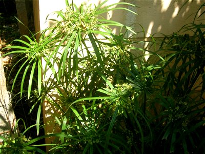 Cyperus alternifolius in cultivation