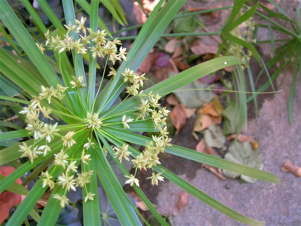 Cyperus alternifolius (most likely) in cultivation. Egg of a Gangara thyrsis visible on top right