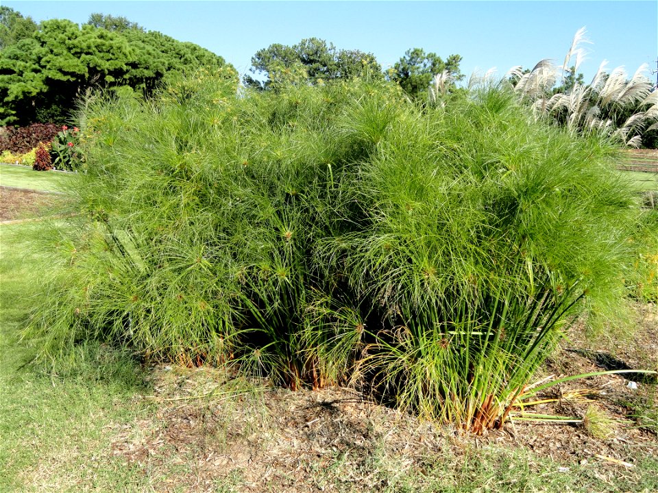 Cyperus involucratus specimen in the J. C. Raulston Arboretum (North Carolina State University), 4415 Beryl Road, Raleigh, North Carolina, USA.