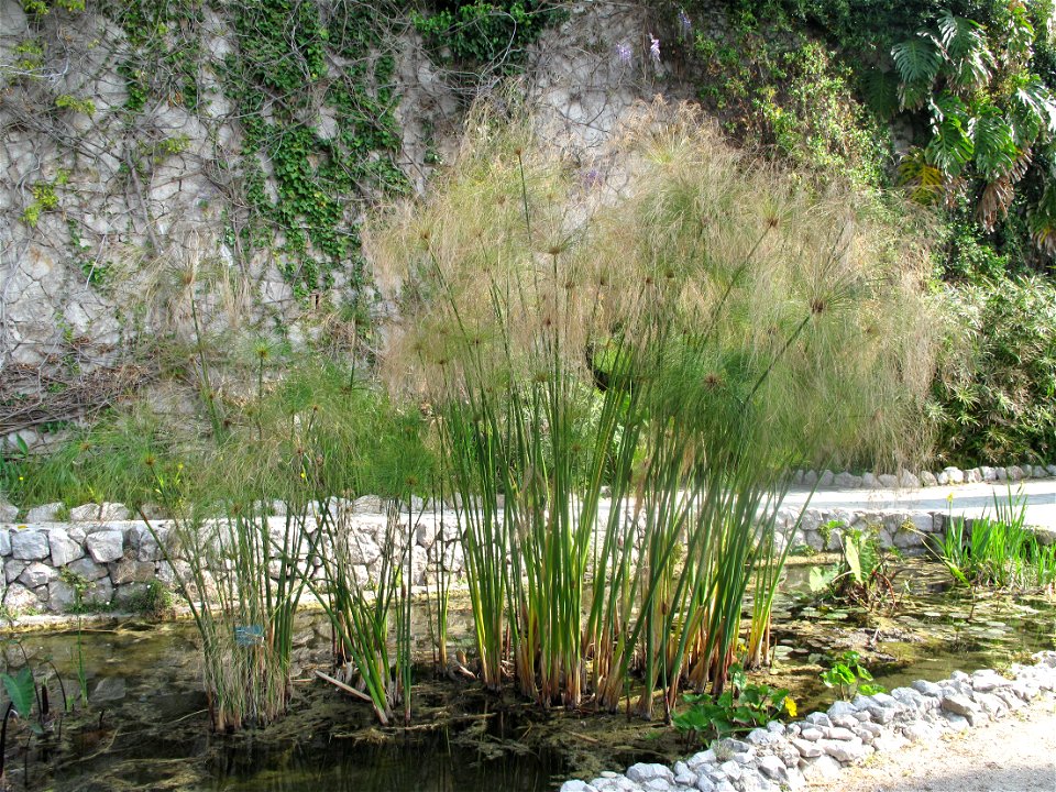 Cyperus alternifolius in the garden of the villa Maria Serena in Menton (Alpes-Maritimes, France). Identified by botanic label.