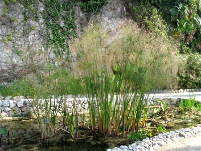 Cyperus alternifolius in the garden of the villa Maria Serena in Menton (Alpes-Maritimes, France). Identified by botanic label.