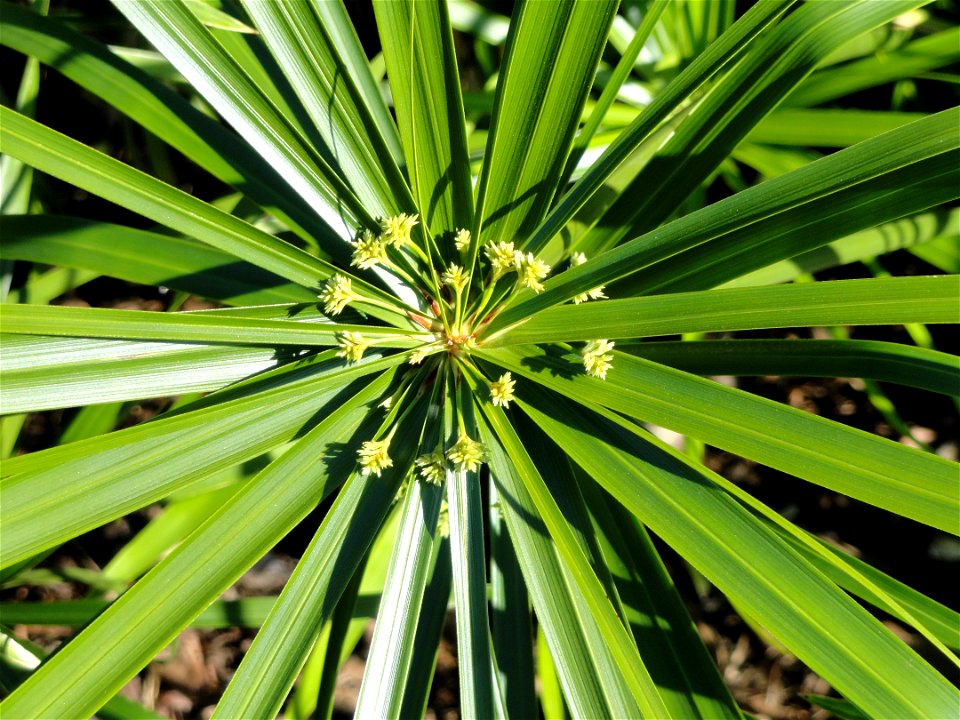 Cyperus involucratus specimen in the J. C. Raulston Arboretum (North Carolina State University), 4415 Beryl Road, Raleigh, North Carolina, USA.