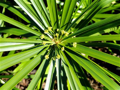 Cyperus involucratus specimen in the J. C. Raulston Arboretum (North Carolina State University), 4415 Beryl Road, Raleigh, North Carolina, USA.