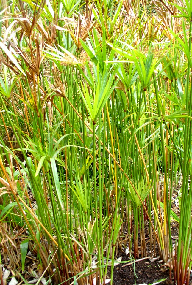 Matjiesgoed, mat sedge, umbrella sedge. Kirstenbosch Gardens Cape Town