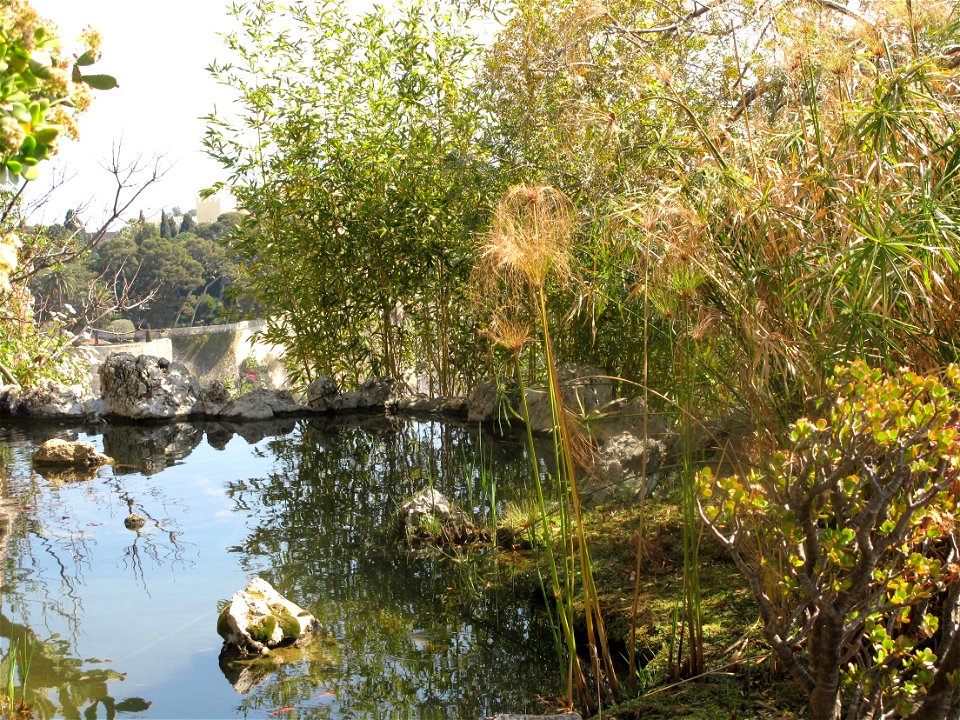 Fish pond with red fishs in the exotic garden of Monaco.