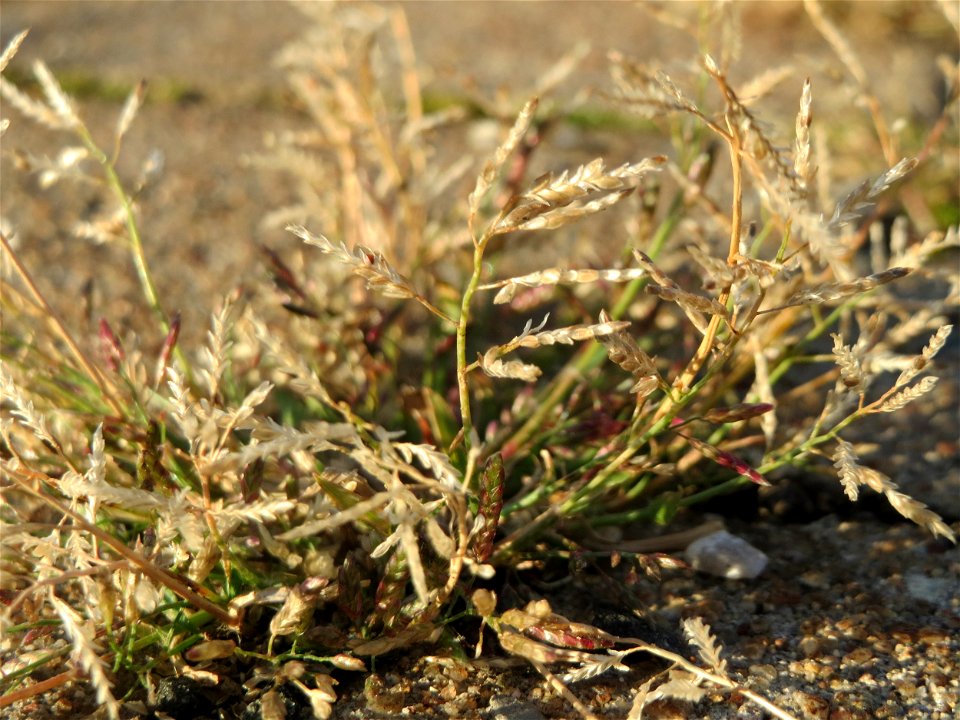 Einjähriges Rispengras (Poa annua) am Hauptbahnhof Mannheim