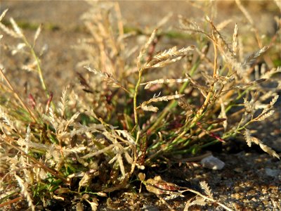 Einjähriges Rispengras (Poa annua) am Hauptbahnhof Mannheim