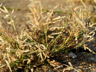 Einjähriges Rispengras (Poa annua) am Hauptbahnhof Mannheim photo