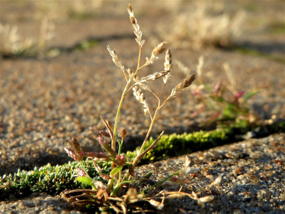 Einjähriges Rispengras (Poa annua) am Hauptbahnhof Mannheim