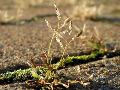 Einjähriges Rispengras (Poa annua) am Hauptbahnhof Mannheim photo