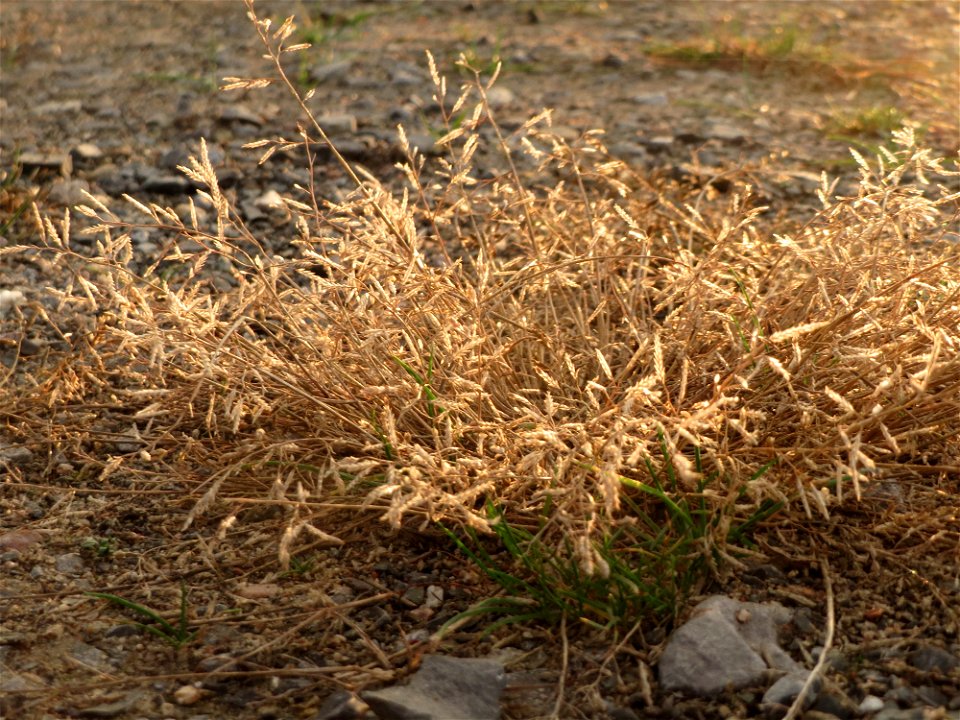 Einjähriges Rispengras (Poa annua) in Hockenheim