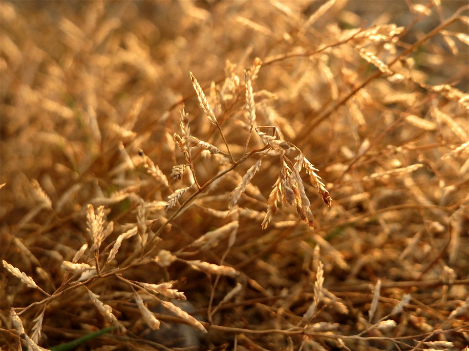 Einjähriges Rispengras (Poa annua) in Hockenheim photo