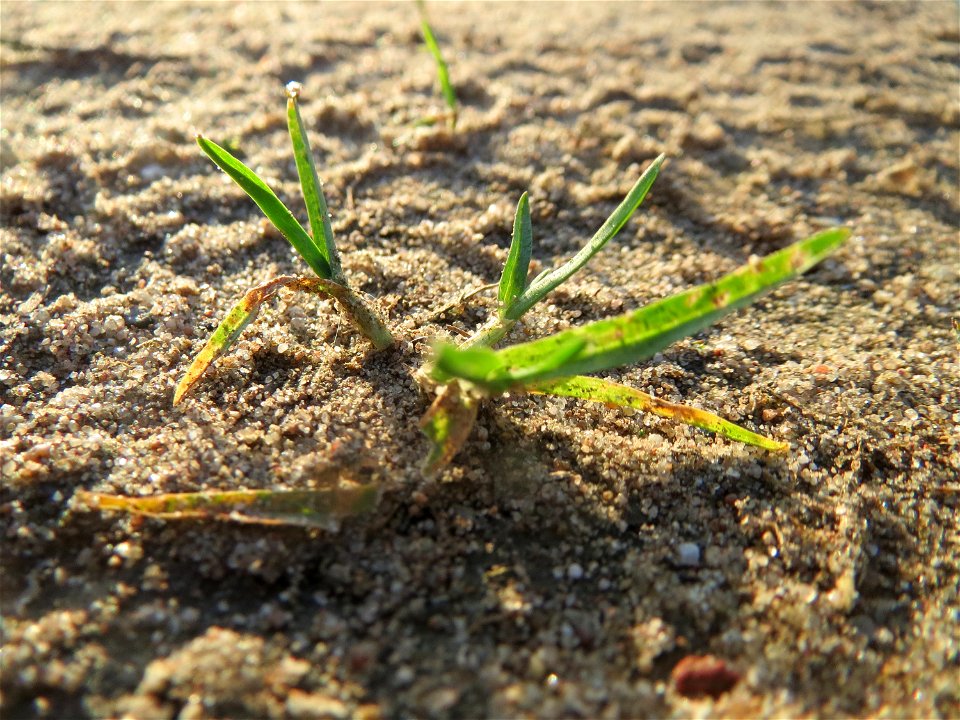 Einjähriges Rispengras (Poa annua) bei Hockenheim