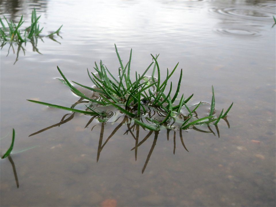 Einjähriges Rispengras (Poa annua) in Hockenheim