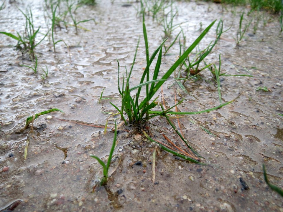 Einjähriges Rispengras (Poa annua) in Hockenheim