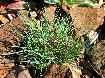 Einjähriges Rispengras (Poa annua) am Bahndamm bei Neulußheim (Gemarkung Altlußheim) - kein Silbergras, wie es mir im ersten Moment erschien