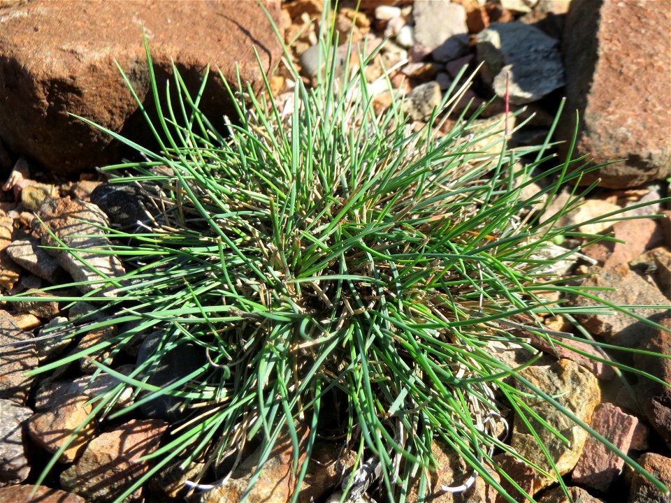 Einjähriges Rispengras (Poa annua) am Bahndamm bei Neulußheim (Gemarkung Altlußheim) - kein Silbergras, wie es mir im ersten Moment erschien