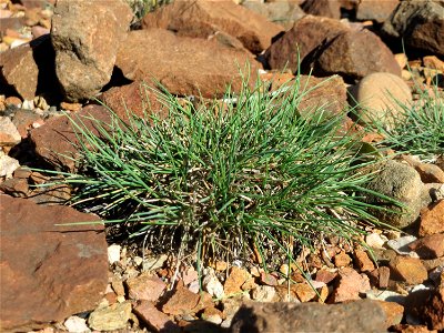 Einjähriges Rispengras (Poa annua) am Bahndamm bei Neulußheim (Gemarkung Altlußheim) - kein Silbergras, wie es mir im ersten Moment erschien