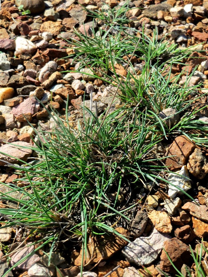 Das banale Einjährige Rispengras (Poa annua) am Bahndamm bei Neulußheim (Gemarkung Altlußheim) und kein Silbergras, wie es mir im ersten Moment erschien