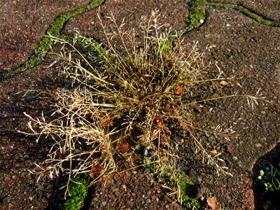 Einjähriges Rispengras (Poa annua) auf Pflastersteinen in Hockenheim