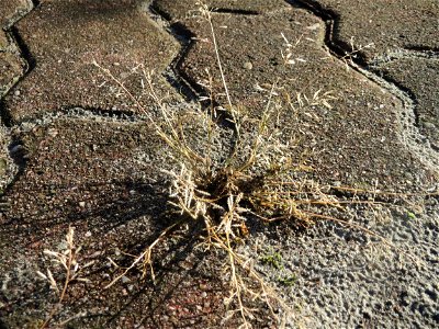 Einjähriges Rispengras (Poa annua) auf Pflastersteinen in Hockenheim