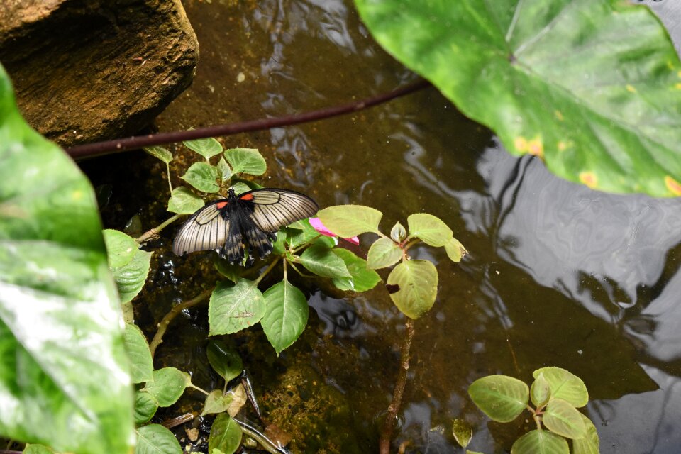 Reflection leaves water