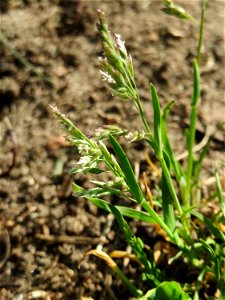 Einjähriges Rispengras (Poa annua) auf einem Grünstreifen zwischen Eisenbahnstraße und Am Damm in Hockenheim - das wohl häufigste aller Süßgräser