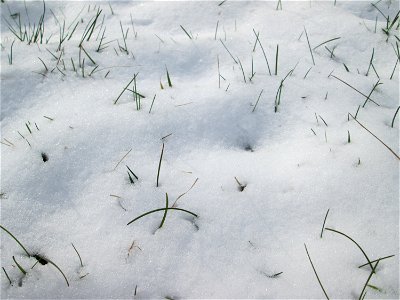 Einjähriges Rispengras (Poa annua) an der A61 bei Hockenheim bei Neuschnee am 18. März 2018