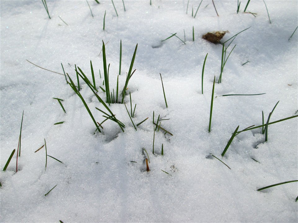 Einjähriges Rispengras (Poa annua) an der A61 bei Hockenheim bei Neuschnee am 18. März 2018