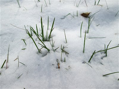 Einjähriges Rispengras (Poa annua) an der A61 bei Hockenheim bei Neuschnee am 18. März 2018