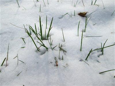 Einjähriges Rispengras (Poa annua) an der A61 bei Hockenheim bei Neuschnee am 18. März 2018 photo