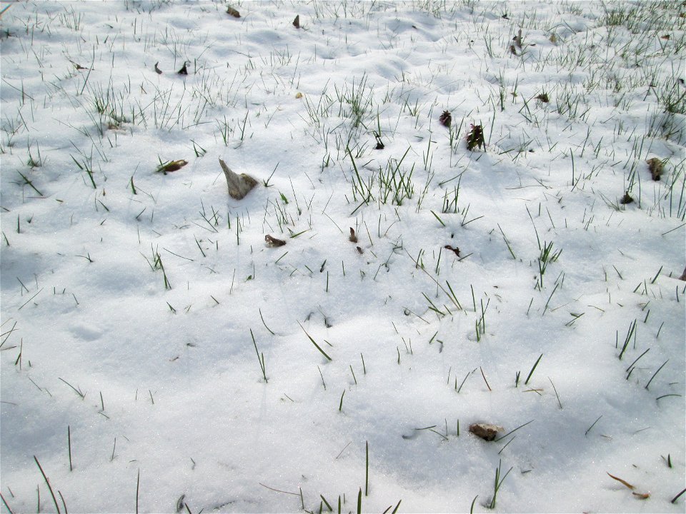 Einjähriges Rispengras (Poa annua) an der A61 bei Hockenheim bei Neuschnee am 18. März 2018