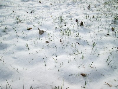 Einjähriges Rispengras (Poa annua) an der A61 bei Hockenheim bei Neuschnee am 18. März 2018