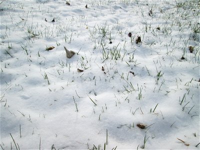 Einjähriges Rispengras (Poa annua) an der A61 bei Hockenheim bei Neuschnee am 18. März 2018 photo