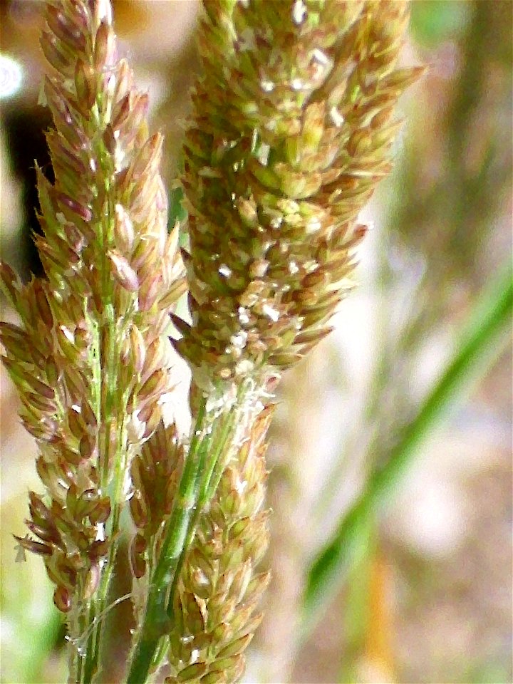 Phalaris arundinacea subsp. hispanica spike close up, Sierra Madrona, Spain