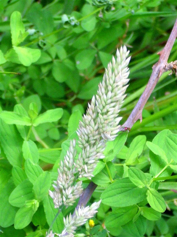 Phalaris arundinacea subsp. hispanica close up, Sierra Madrona, Spain