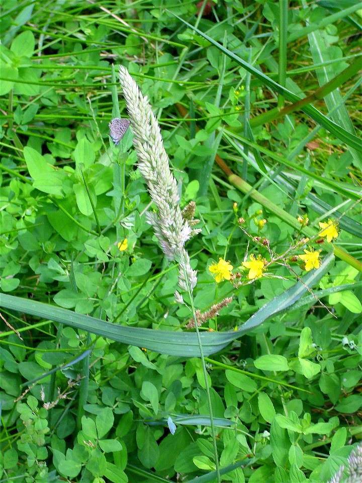 Phalaris arundinacea subsp. hispanica spike, Sierra Madrona, Spain