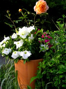 Terracotta plant pot with large-flowered hybrid rose cultivar and white petunia cultivar, between a variegated grass (Phalaris arundinacea var. picta) and hardy hibiscus, Hibiscus syriacus (not in flo