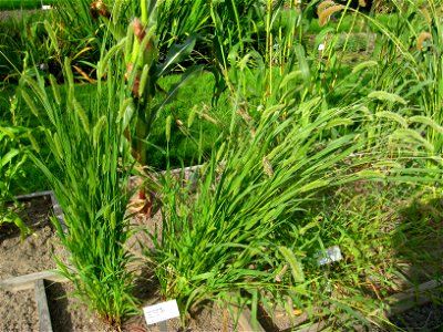 Setaria viridis - Oslo botanical garden, Oslo, Norway.