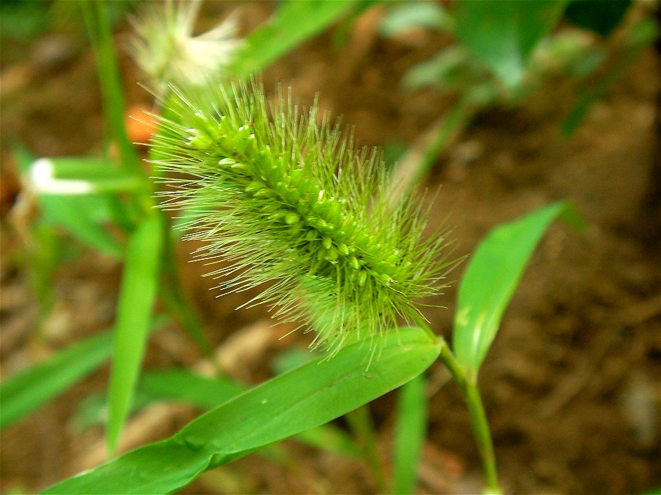 エノコログサ[狗尾草][Setaria viridis (L.) P.Beauv.]-花
