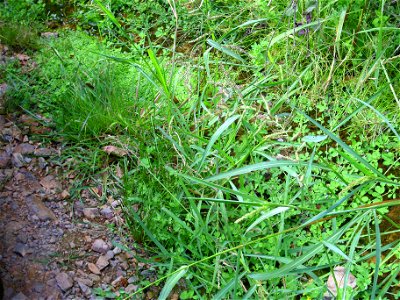 Phalaris arundinacea subsp. hispanica stems and leaves, Sierra Madrona, Spain
