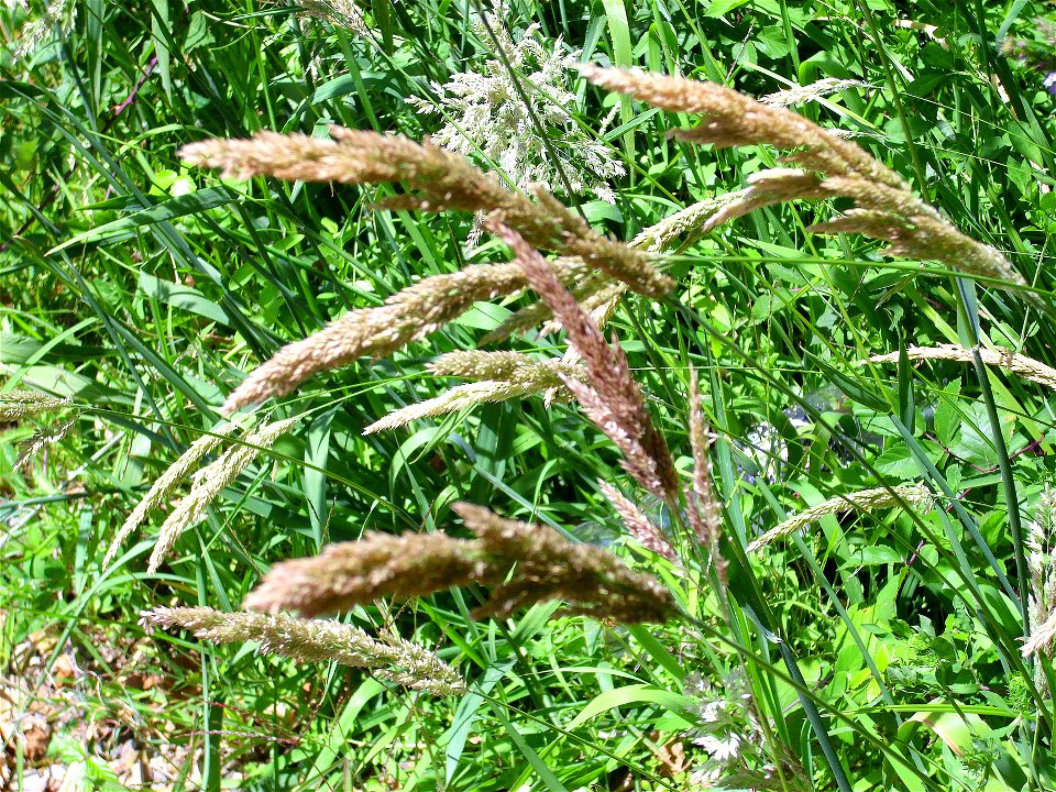 Phalaris arundinacea subsp. hispanica habit, Sierra Madrona, Spain