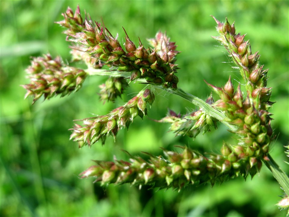Hühnerhirse (Echinochloa crus-galli) bei Reilingen