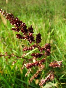 Hühnerhirse (Echinochloa crus-galli) im Landesgartenschaupark Hockenheim