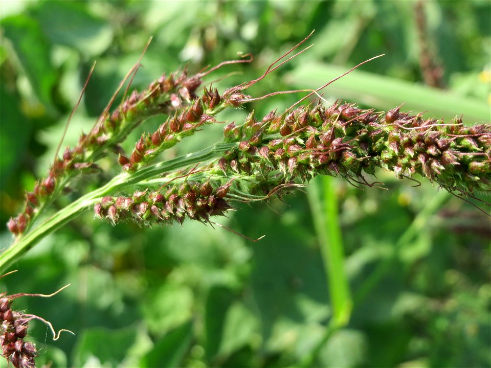 Hühnerhirse (Echinochloa crus-galli) bei Reilingen