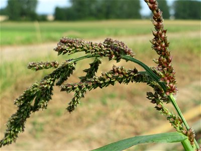 Hühnerhirse (Echinochloa crus-galli) bei Reilingen