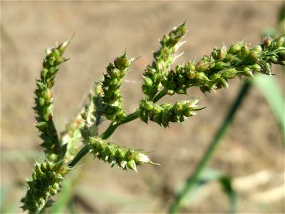 Hühnerhirse (Echinochloa crus-galli) bei Reilingen