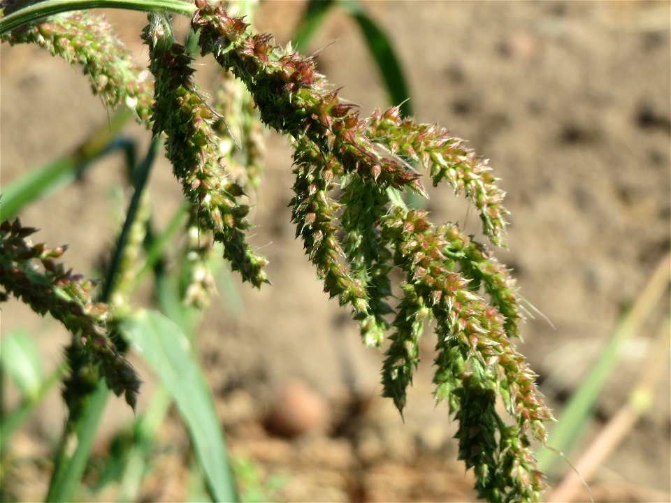 Hühnerhirse (Echinochloa crus-galli) bei Reilingen