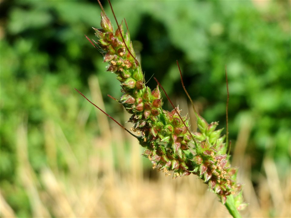 Hühnerhirse (Echinochloa crus-galli) bei Wallau