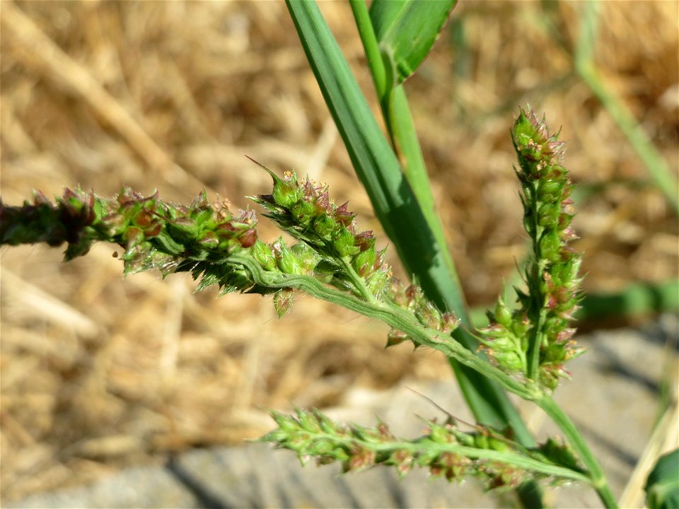 Hühnerhirse (Echinochloa crus-galli) bei Wallau
